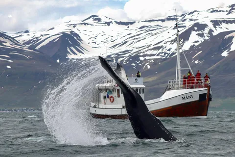 Desde Dalvik: avistamiento de ballenas árticas en el norte de Islandia