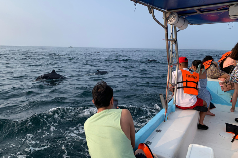 Puerto Escondido: Bootstour zu Delfinen und MeerestierenPrivate Tour