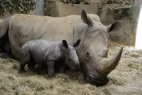 Day Tour To Ol Pejeta Conservancy From Nairobi
