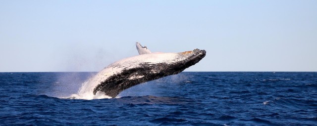 Visit Whale Watching Discovery Tour from Lake Macquarie in Gow