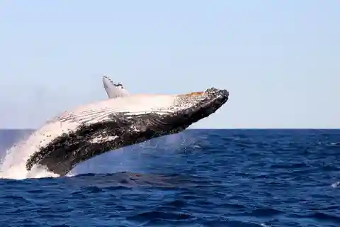 Excursão de descoberta para observação de baleias saindo de Lake Macquarie
