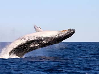 Whale Watching Discovery Tour from Lake Macquarie