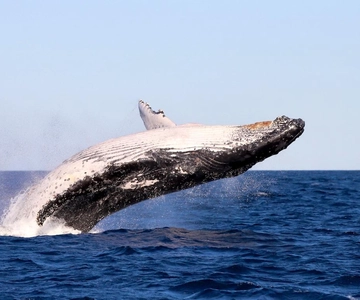 Ontdekkingstocht op walvissen vanuit Lake Macquarie