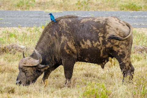 Zambia and Botswana: 5-Day Safari