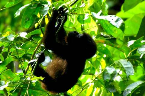 Tortuguero : Excursion en canoë et observation de la faune