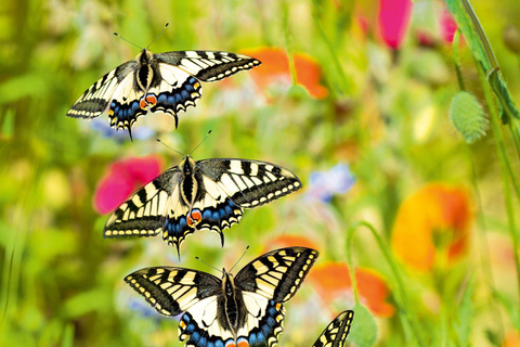 Zanzíbar: Bosque de Jozani con visita a las Mariposas