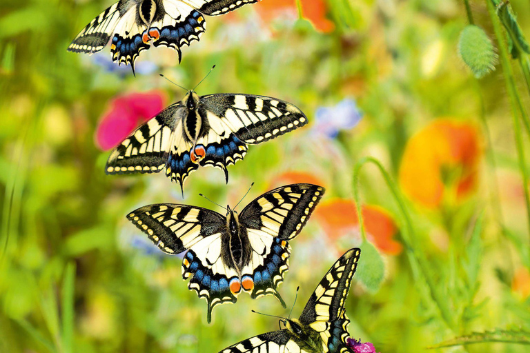 Zanzibar: Jozani forest with Butterfly tour