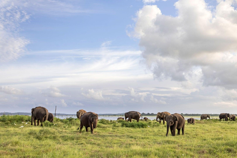 Sri Lanka: 2-dagars rundtur till Sigiriya, Dambulla och Kandy