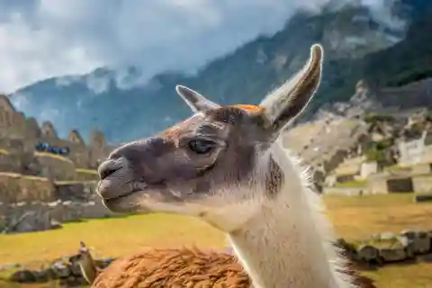 Machu Picchu: tour de 1 día desde Cusco con entrada y almuerzo