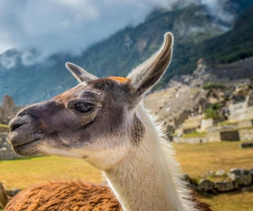 Machu Picchu: tour de 1 día desde Cusco con entrada y almuerzo