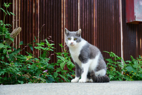 From Nagoya: Matcha, Confections, and Nishio Traditions Tour