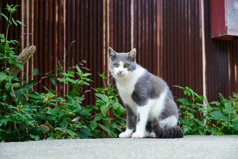 From Nagoya: Matcha, Confections, and Nishio Traditions Tour