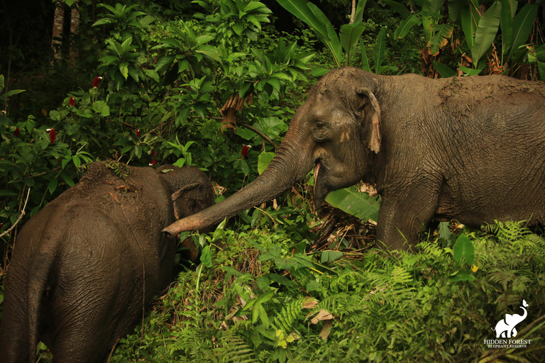 Phuket: Hidden Forest Elephant Reserve com refeição e trasladoExcursão matinal: Reserva de elefantes da floresta oculta de Phuket