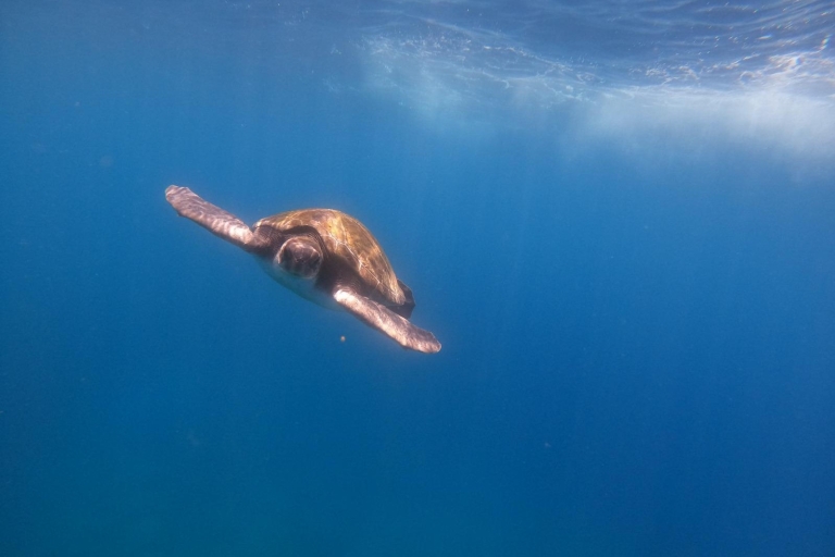 Tenerife: Kayak con Snorkel , descubre tortugas y delfinesTenerife: Kayak y Snorkel con tortugas y delfines