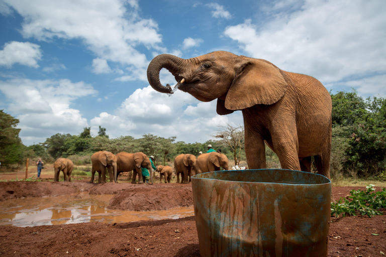 Nairobi: Karen Blixen, Elepant Orphanage & Girraffe Centre.