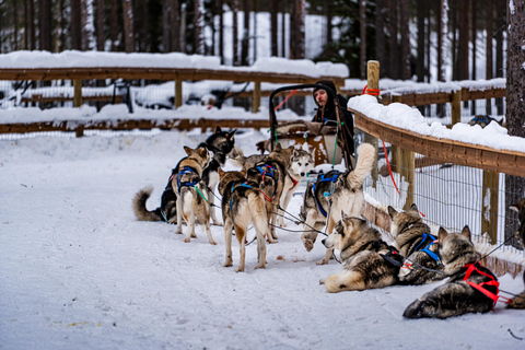 Rovaniemi: Reindeer & Husky Ride with Santa Claus Village