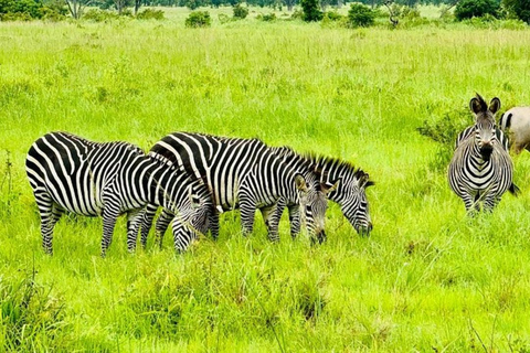 from Zanzibar: 3-Days Mikumi national park Safari with Train