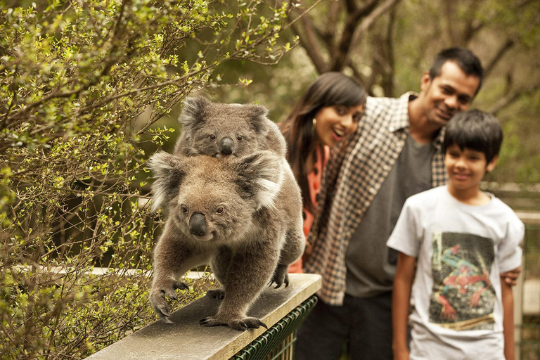 Vanuit Melbourne: Phillip Is Pinguïn Parade &amp; Koala Reservaat