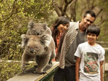 From Melbourne: Phillip Is Penguin Parade & Koala Reserve