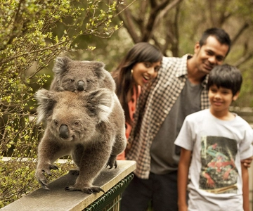From Melbourne: Phillip Is Penguin Parade & Koala Reserve