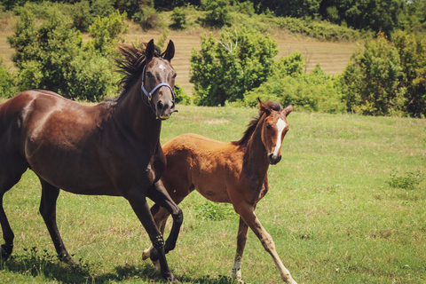 Rome: Lake Martignano Horseback Ride on a Private Estate Lake Martignano: Horseback Ride on a Private Estate