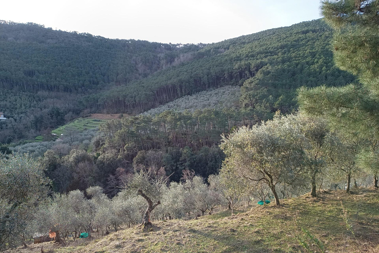 Pisa: Pisan Mountains Dwarf Sheep and Olive Oil Tour