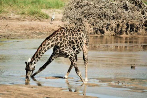 2 days 1 night saltlick safari from Diani/Mombasa.
