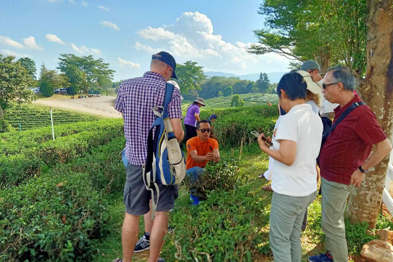 Chiang Rai: Popular Sightseeing Tour 7 places , Buffet Lunch Chiang Rai: Popular Sightseeing Tour 7 places ,Buffet Lunch