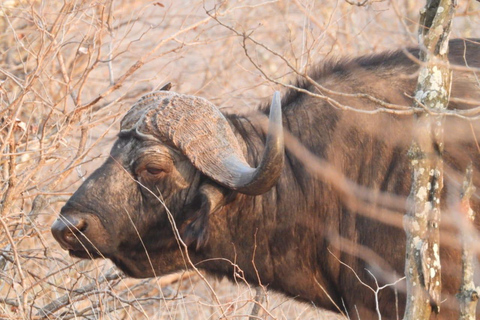 Safari Kruger National from Maputo (Economic)