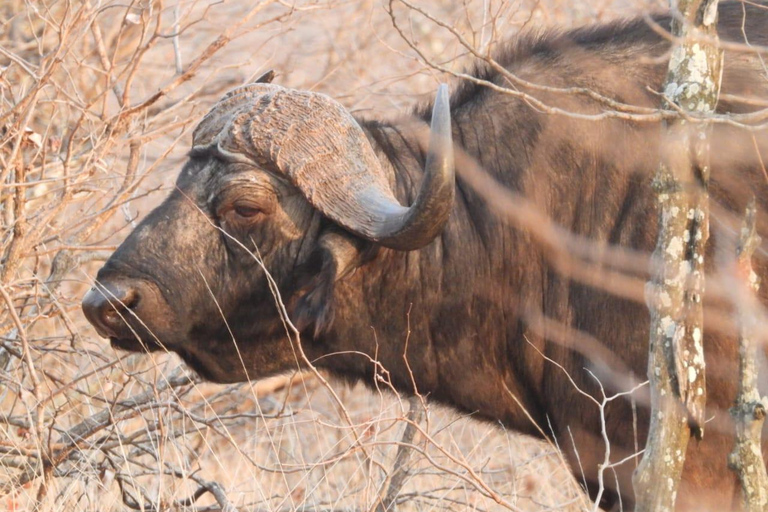Safari Kruger National from Maputo (Economic)