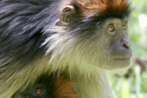 Bigodi Wetland Walk Primates & Birds near Kibale NP