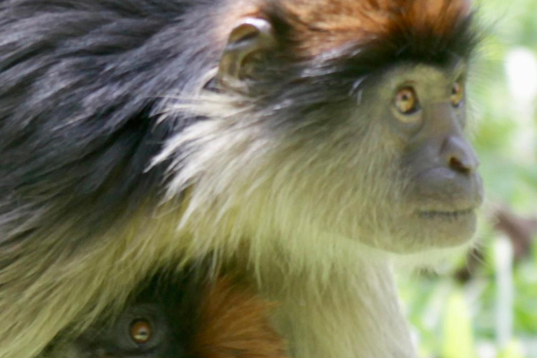 Bigodi Wetland Walk Primates & Birds near Kibale NP