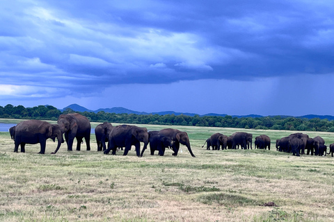 Parque Nacional de Minneriya : Safari en Jeep con entradas