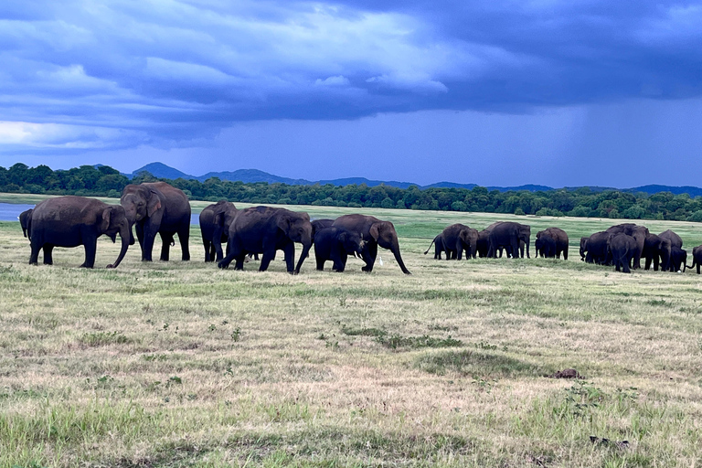 Parque Nacional Minneriya : Safari em jipe com ingressos