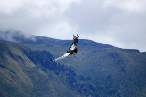 Cañón del Colca Plus 2 dias