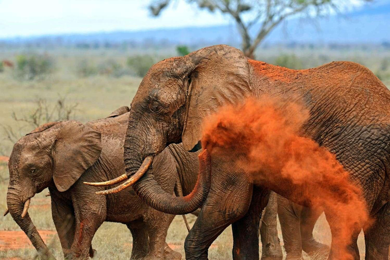 Safári de 2 dias pela vida selvagem nos parques Tsavo East e Tsavo WestParque Nacional Tsavo East: excursão de 2 dias saindo de Mombasa