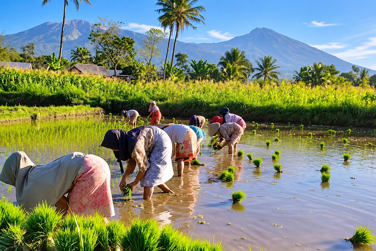 Lombok: Black Langur, Rice Fields & Sarang Walet Falls Sukarara, Black Langur, Rice Fields & Sarang Walet Falls
