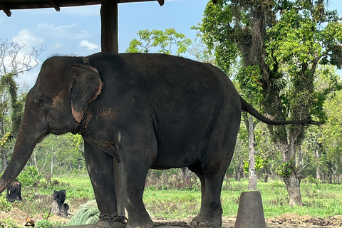 From Kathmandu to Chitwan: Jungle Safari + Meals &amp; Transport