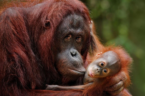 Ganztagestour in Sepilok Orang-Utan, Sonnenbär &amp; Stadtführung Sandakan(Private Tour) Sepilok Orang-Utan, Sonnenbär &amp; Stadtführung