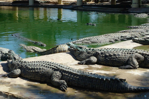 Djerba en 1 día: recorrido por la isla, lugares auténticos y Parque de los Cocodrilos.Djerba en 1 día: recorrido por la isla, lugares auténticos y parque de cocodrilos