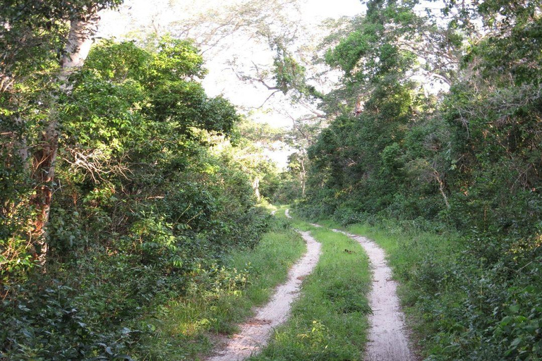Malindi/Watamu: Half day adventure in Arabuko Sokoke Forest