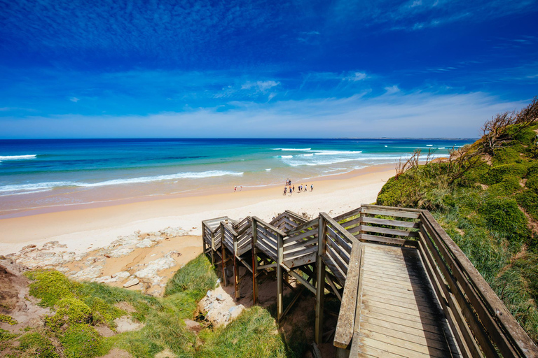 Melbourne: Vista sulla costa e tour della parata dei pinguini di Phillip Isand