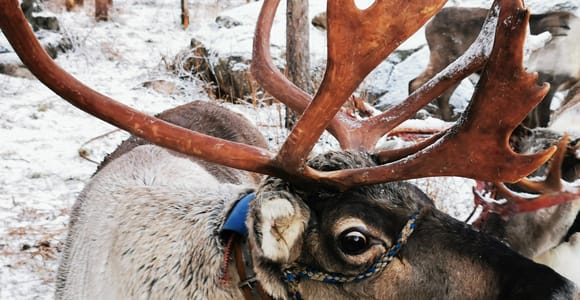 Rovaniemi: Santa&#39;s Reindeer and Husky Safari with Aurora BBQ