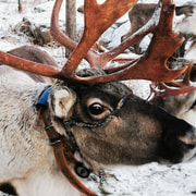 Rovaniemi : safari avec les rennes et huskys du Père Noël et barbecue sous les aurores boréales