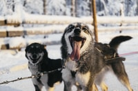 Rovaniemi, Snowmobile Safari, Reindeer & Husky Sleigh Ride - Housity
