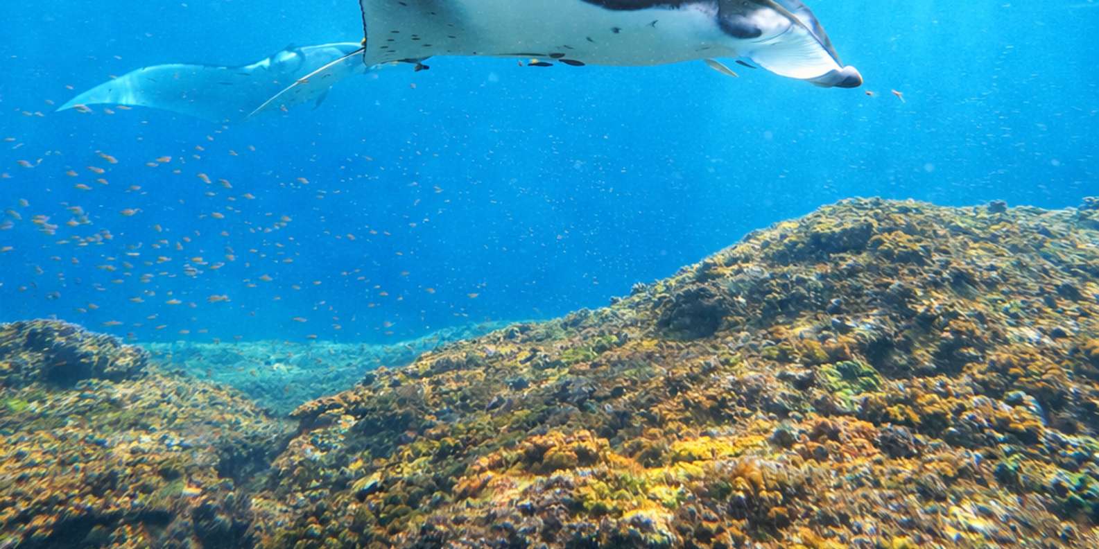 From Bali: Snorkeling at Manta Point Nusa Penida & Land Tour