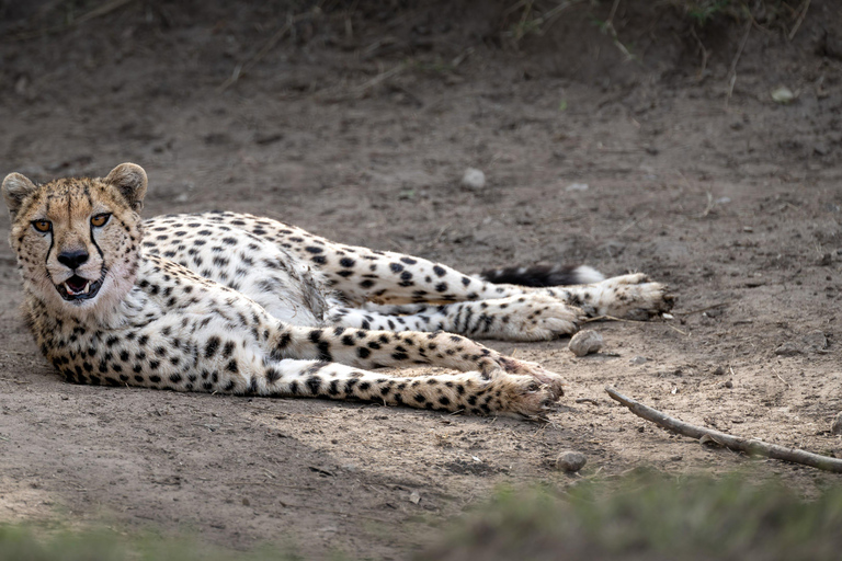 Nairobi: Safari de 3 dias em Maasai Mara com alojamento.AW