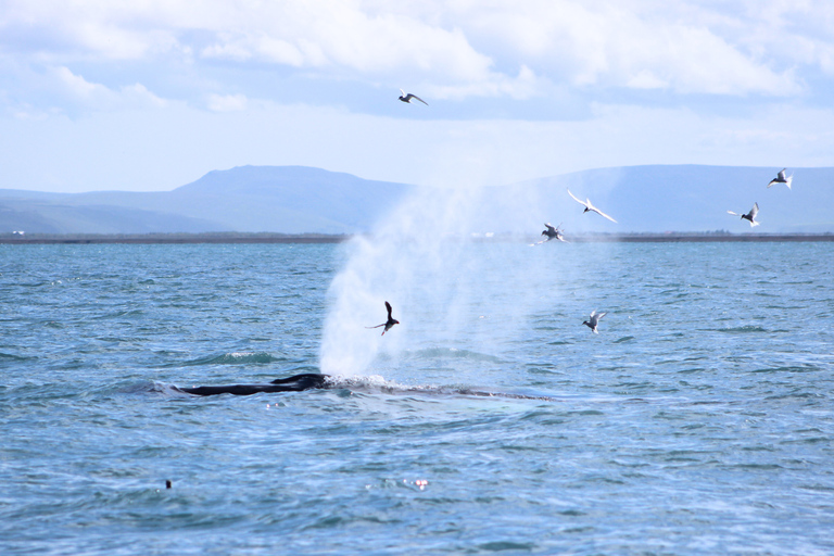 Húsavík: Whale Watching Tour with Heated Indoor Seating