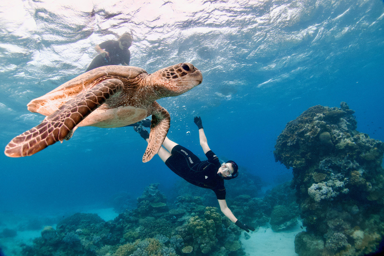 Cairns: Halve dag snorkelen in het Groot Barrièrerif