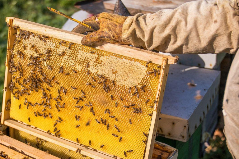 From Phu Quoc: Natural & Starfish Half-Day Private Tour